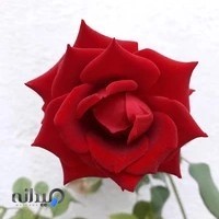 پارک دستغیب