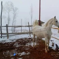 مجموعه سوارکاری و پرورش اسب ماهان شیراز