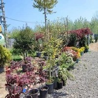 بازار گل و گیاه آمارد