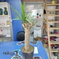 گل فروشی گلها