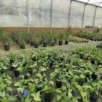 گلخانه پاندانوس