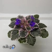 بنفشه آفریقایی سانوس