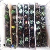 مجتبی کاکتوس