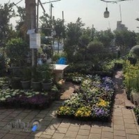 گلفروشی یاس سفید