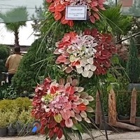 گل اسپرینگ - رحیمی