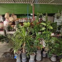 گل فروشی آب و آفتاب