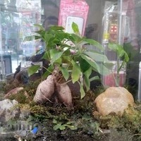 مصالح ساختمانی عماد