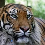 درمانگاه دامپزشکی پرشین