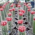 مجتمع تولیدی گل و گیاه فیلی