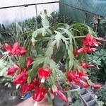 گلکده بهار،رامسر