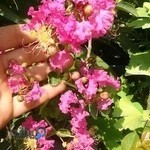 گل و گیاه رام گل