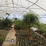 مجتمع گل و گیاه فیلی