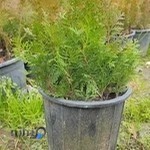 گلکده شقایق سرخ