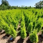 گلکده لاوسون