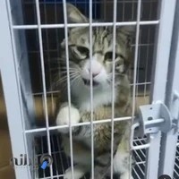 کلینیک دامپزشکی دکتر حریری