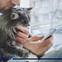 درمانگاه دامپزشکی آویژه پت