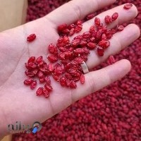 ساقی آجیل پارک میثاق