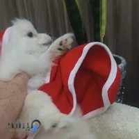 کلینیک دامپزشکی دکتر قصرفخری