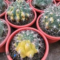 تهران کاکتوس