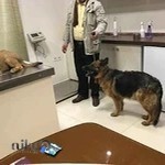 درمانگاه دامپزشکی دکتر مشرف زاده