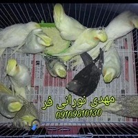 عروس هلندی نورانی فر