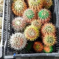 بذر بازار