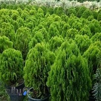 موسسه گل و گیاه بهاران