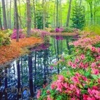 گیاهان دارویی بابونه