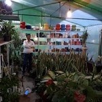 گل و گیاه تویا Thuja Garden