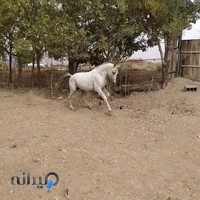 باشگاه سوارکاری رایان