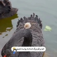 مجموعه ناباروری دارالشفاء