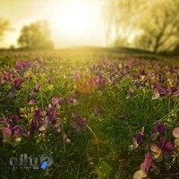 مسجد جامع حضرت صاحب الزمان(عج)