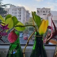 خانه مینا | Mina House