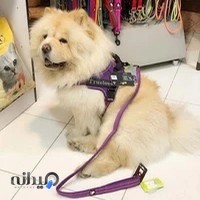 دامپزشکی شبانه روزی شرق
