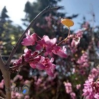 خوابگاه دخترانه نسیم تهران ولیعصر