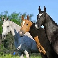 باشگاه سوارکاری آتیران