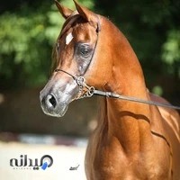 باشگاه سوارکاری راگا (شهر ری)