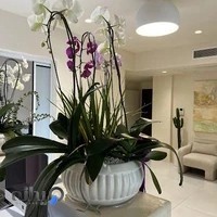 کلینیک دندانپزشکی دکتر دیانا حکیم پور