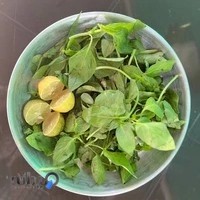 جگرکی خان بابا
