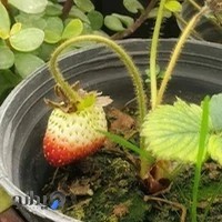 كافه توت فرنگى