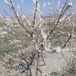 پرسپولیس اردبیل