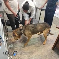 بیمارستان دامپزشکی هوما - شبانه روزی