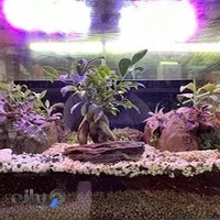 عطاری حکیم باشی