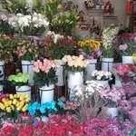 گلفروشی کاتلیا