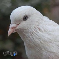 پرنده سرای دوستان