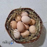 شرکت دهکده غذایی ارگانیک