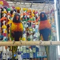 فروشگاه پرندگان زینتی جیستا