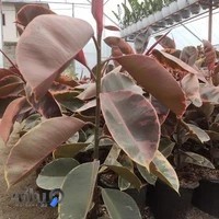 گلخانه مهندس لرگانی