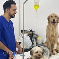 کلینیک دامپزشکی و پت شاپ پناه(دکتر طاولی)