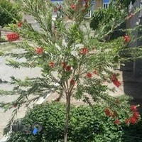 فروشگاه آنلاین گل و گیاه ایباغ